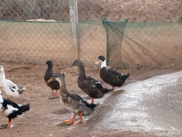 بط بكين وشرشير 1