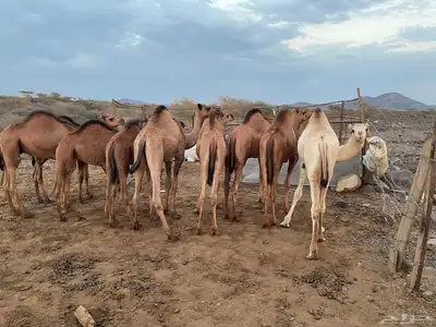 حشو للبيع index
