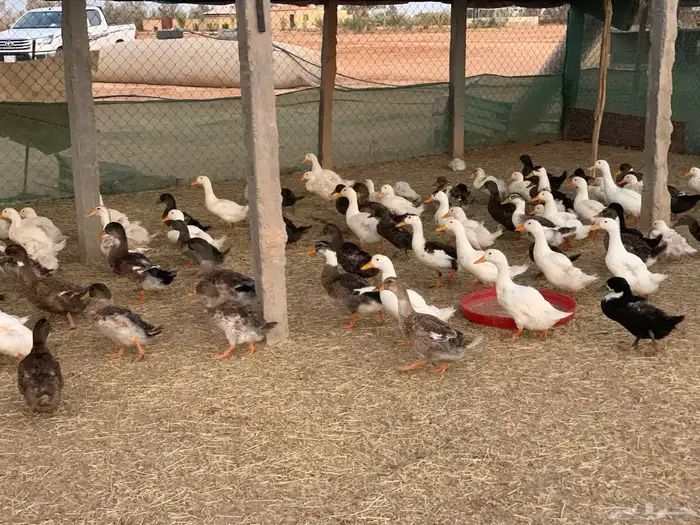 بط بكين وشرشير 4