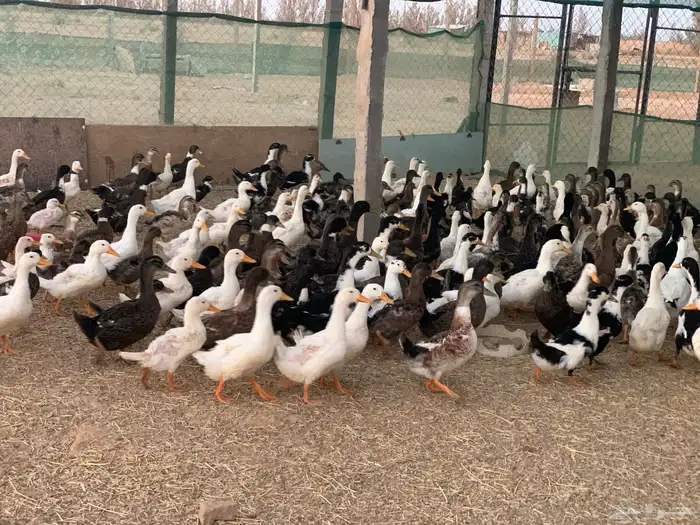 بط بكين وشرشير 3