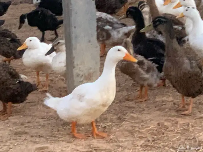 بط بكين وشرشير 0