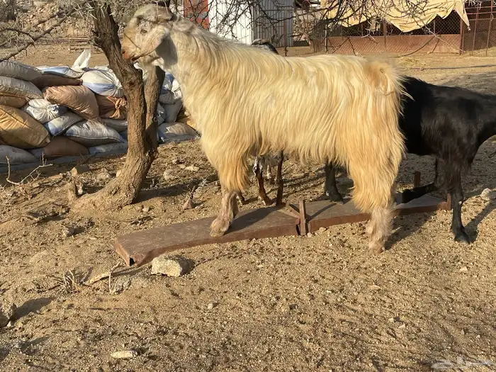 تيس فحل 0