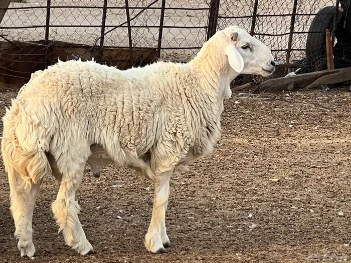 فحل ثني مشروط 2