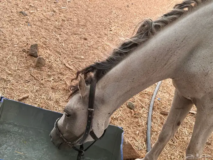 فرس شعبيه معها مهر 0