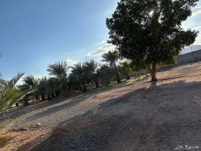 مزرعة للبيع 1