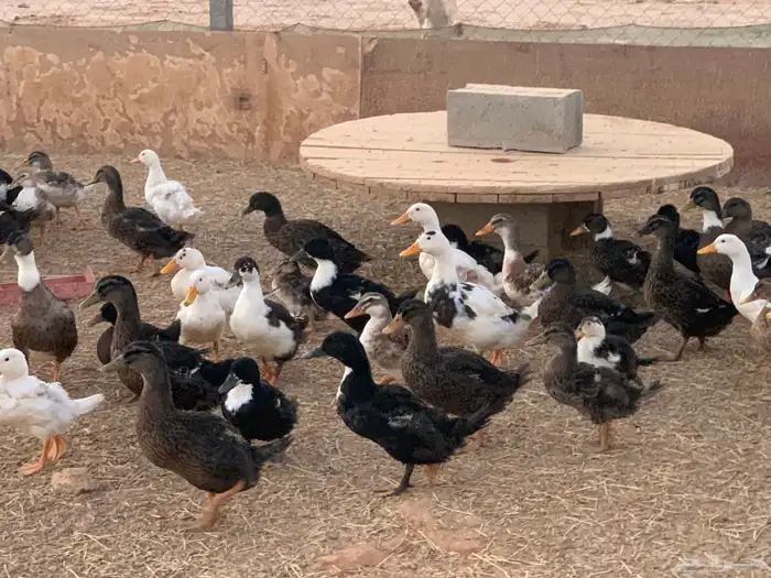 بط بكين وشرشير 2
