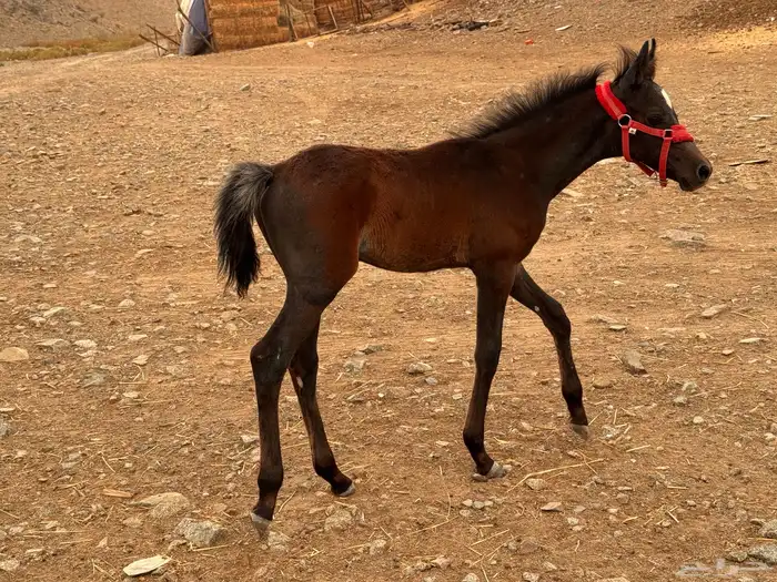 فرس شعبيه معها مهر 1