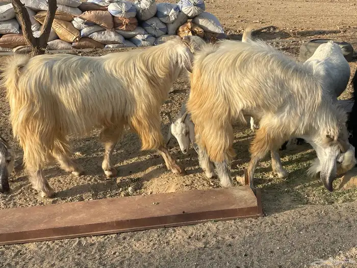 تيس فحل 2