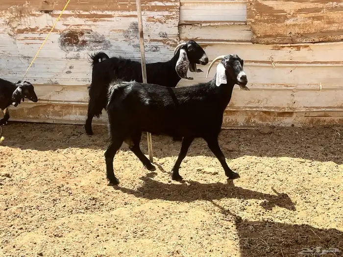 معزا سديس مضارع 1