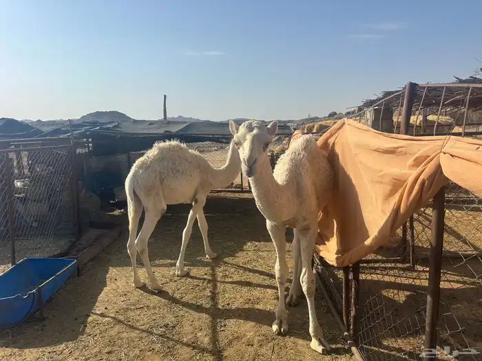 حشوان لبانيات 2