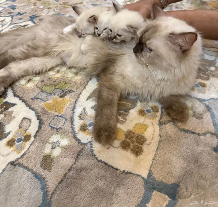 قطط هملايا 5