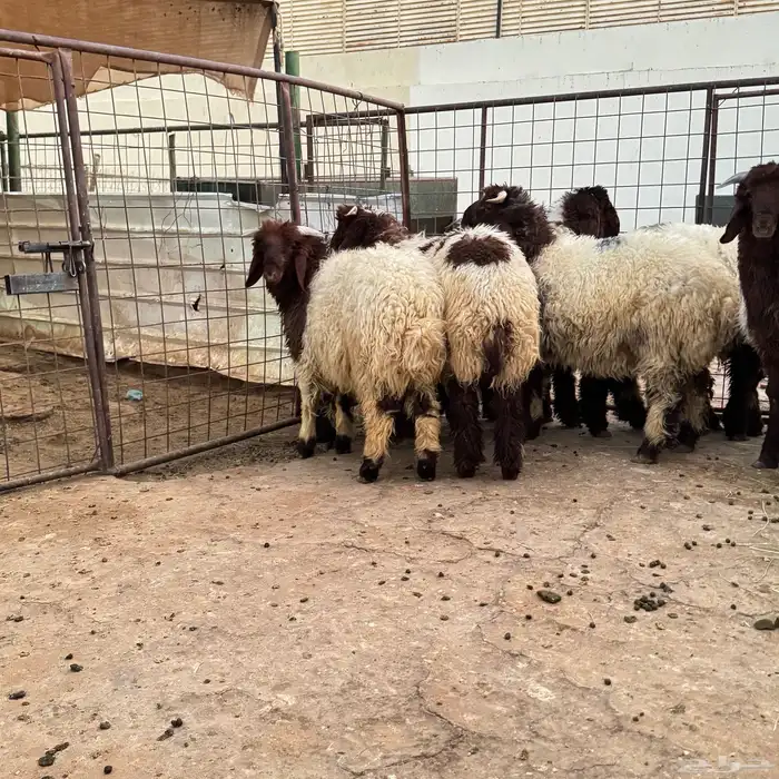 نعيم جذعان 2