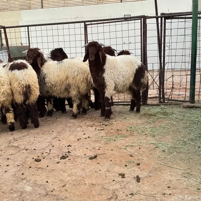 نعيم جذعان 1