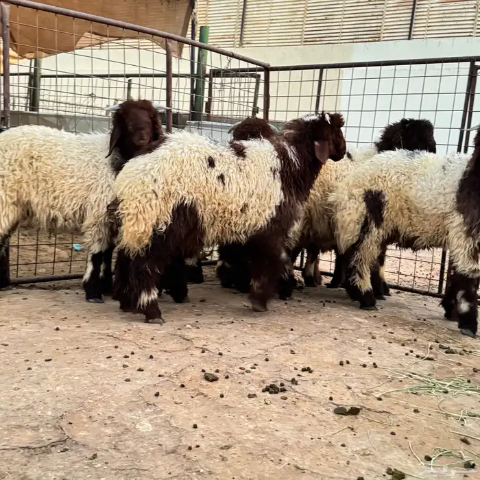 نعيم جذعان 0