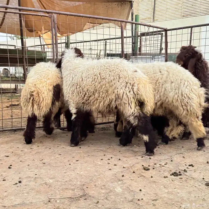 نعيم جذعان 3