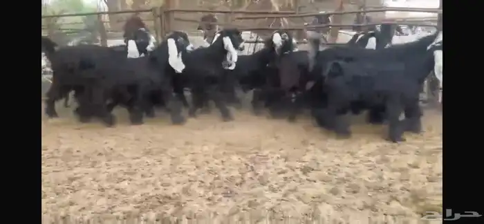للبيع 14 جفره بفحلها عوارض فطمة مراح 15