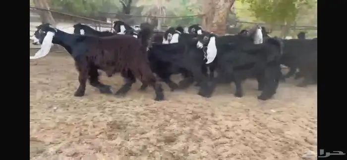 للبيع 14 جفره بفحلها عوارض فطمة مراح 7