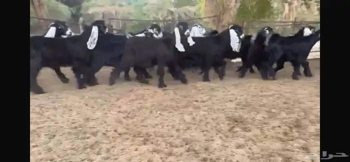 للبيع 14 جفره بفحلها عوارض فطمة مراح 18