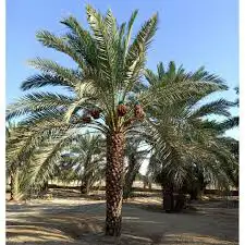 مطلوب مزرعه للايجار 0