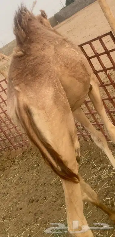 بكره للبيع 1