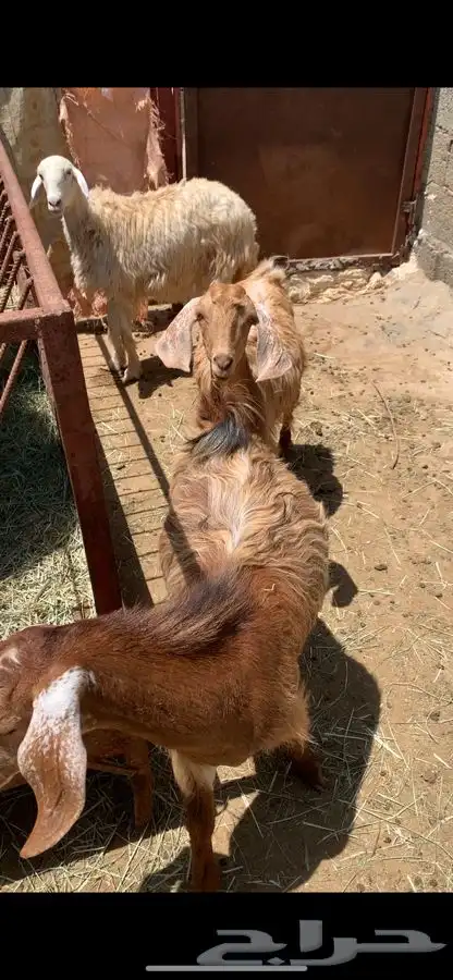 بهم ذبايح 3