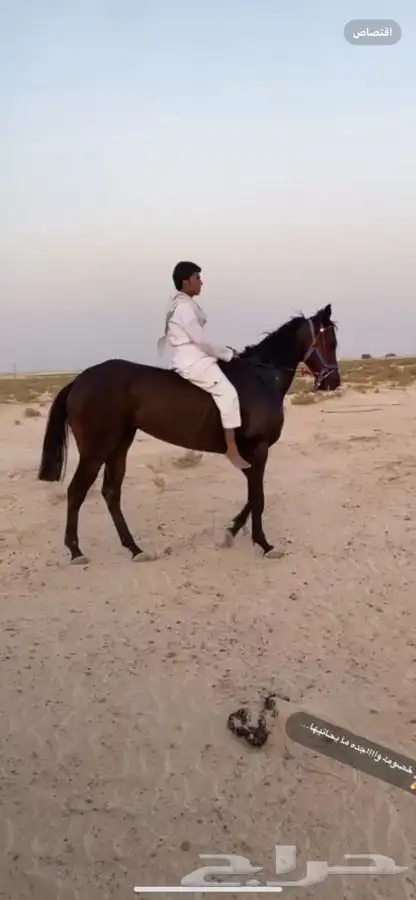 فرس انقلزيه ركوب طرب سبوق العمر 5 موقعها الافلاج 1