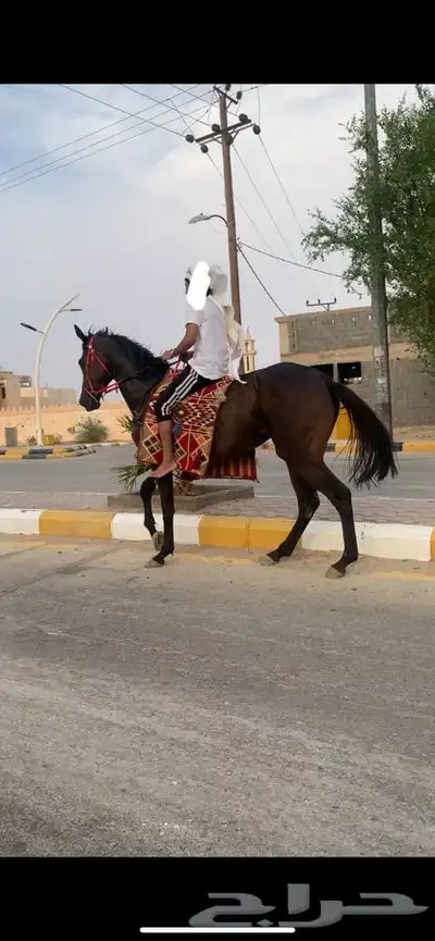 فرس انقلزيه ركوب طرب سبوق العمر 5 موقعها الافلاج index