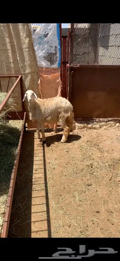 بهم ذبايح 0