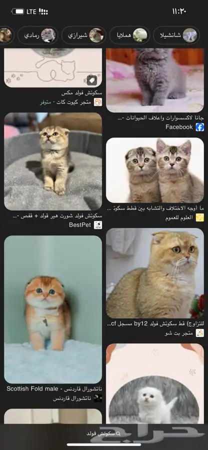 ابي سكوتش فولد او بريتش 1