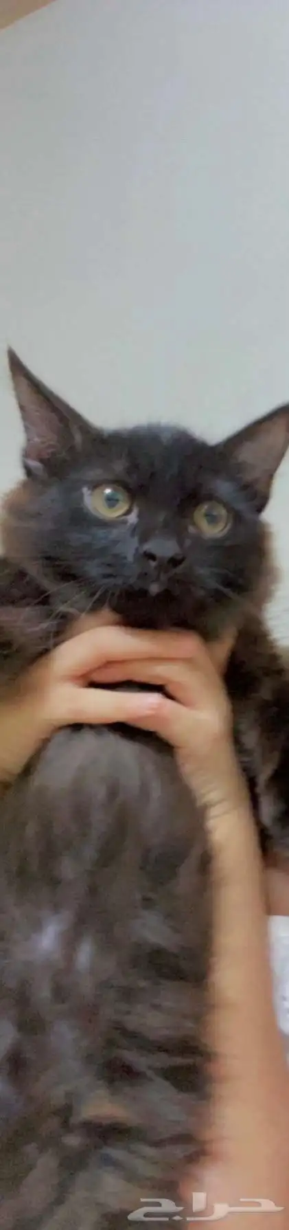 قطو ذكر لعوب عمره 4شهور 1