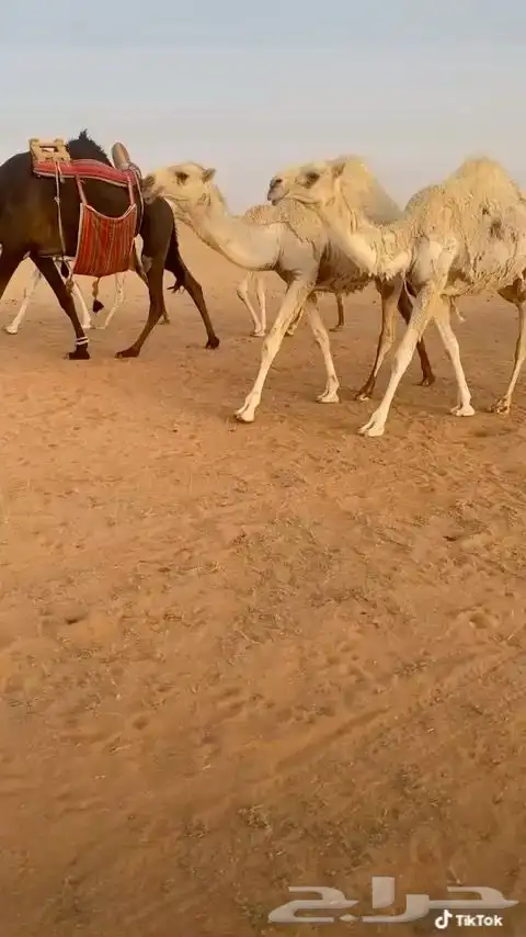 للبيع بعير اشقح منتج انتاجة طيب 6