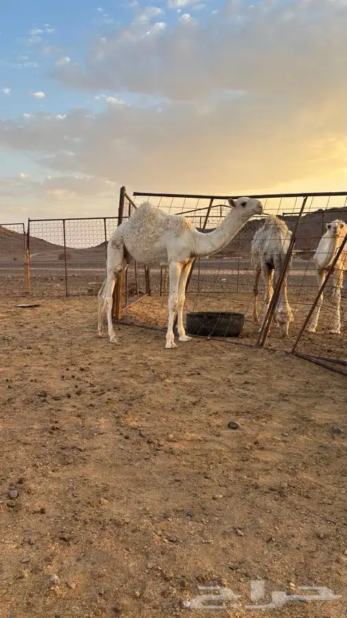 قعود للبيع 0