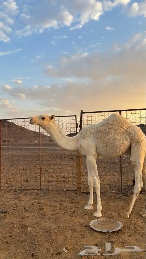 قعود للبيع 1