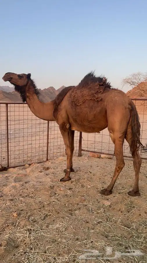 لقحه مجموع طيبه 1