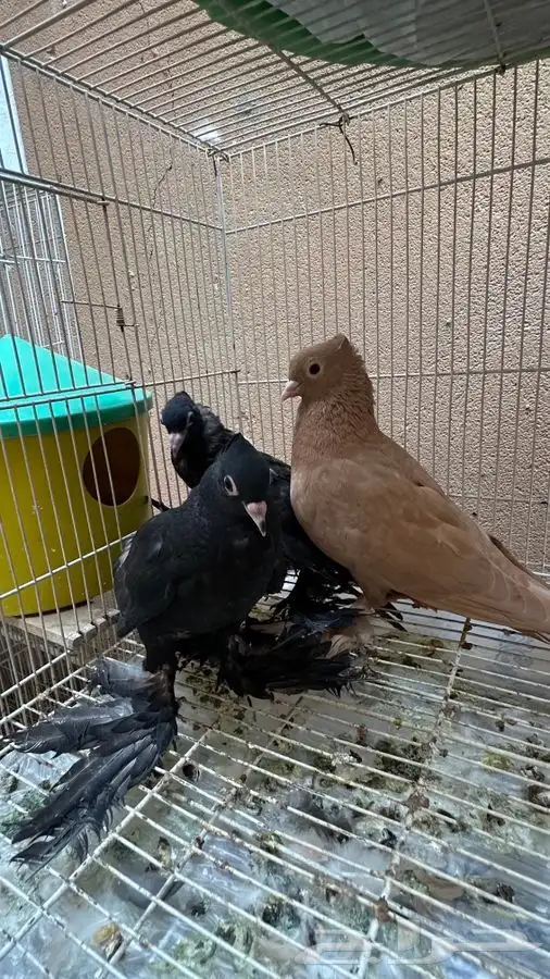 زوج كرنقو زوج صنعاني وطبات 8