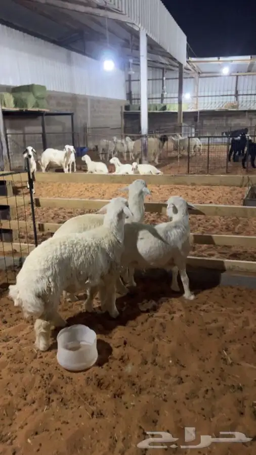 3 طليان جبرات حريات 2