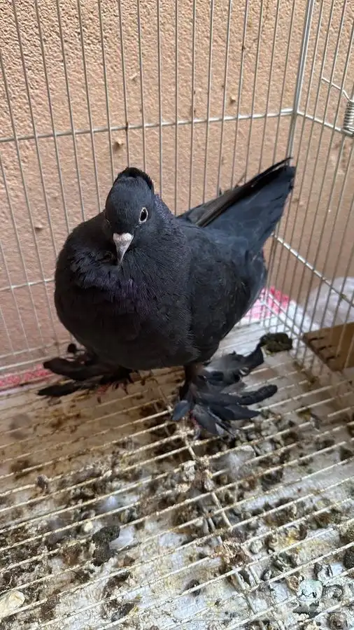 زوج كرنقو زوج صنعاني وطبات 4