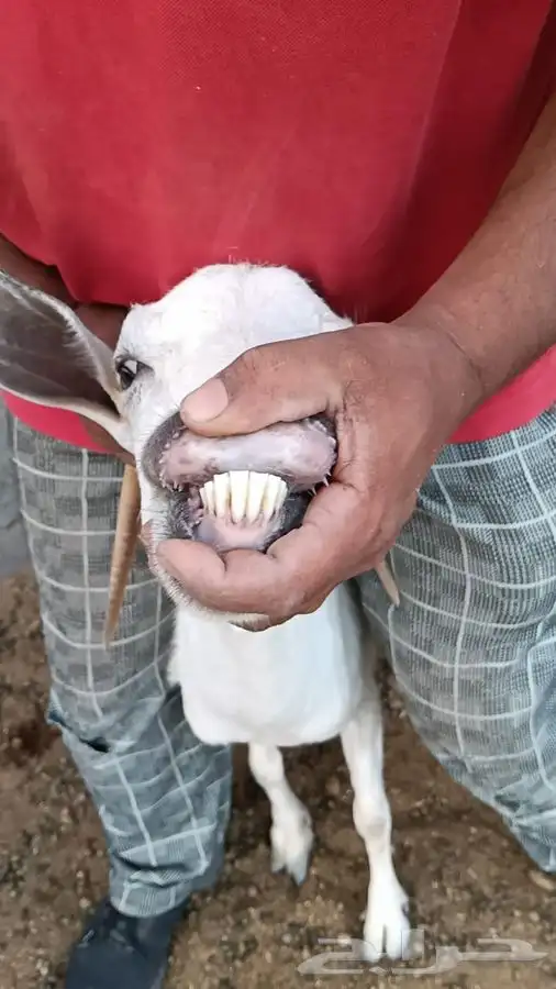 3 معزاء بيشيه وتيس مرسيانو من مزرعه النوادر بعضها متاوم 3