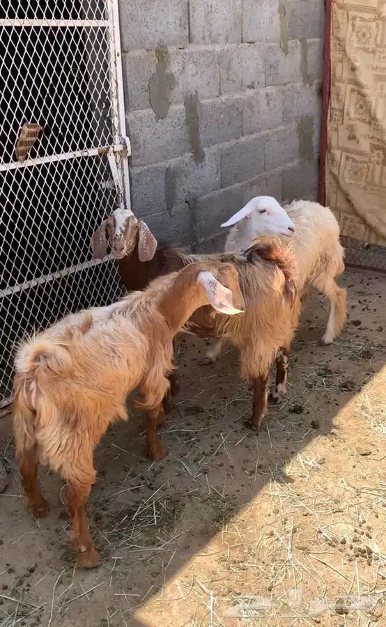 بهم ذبايح 2