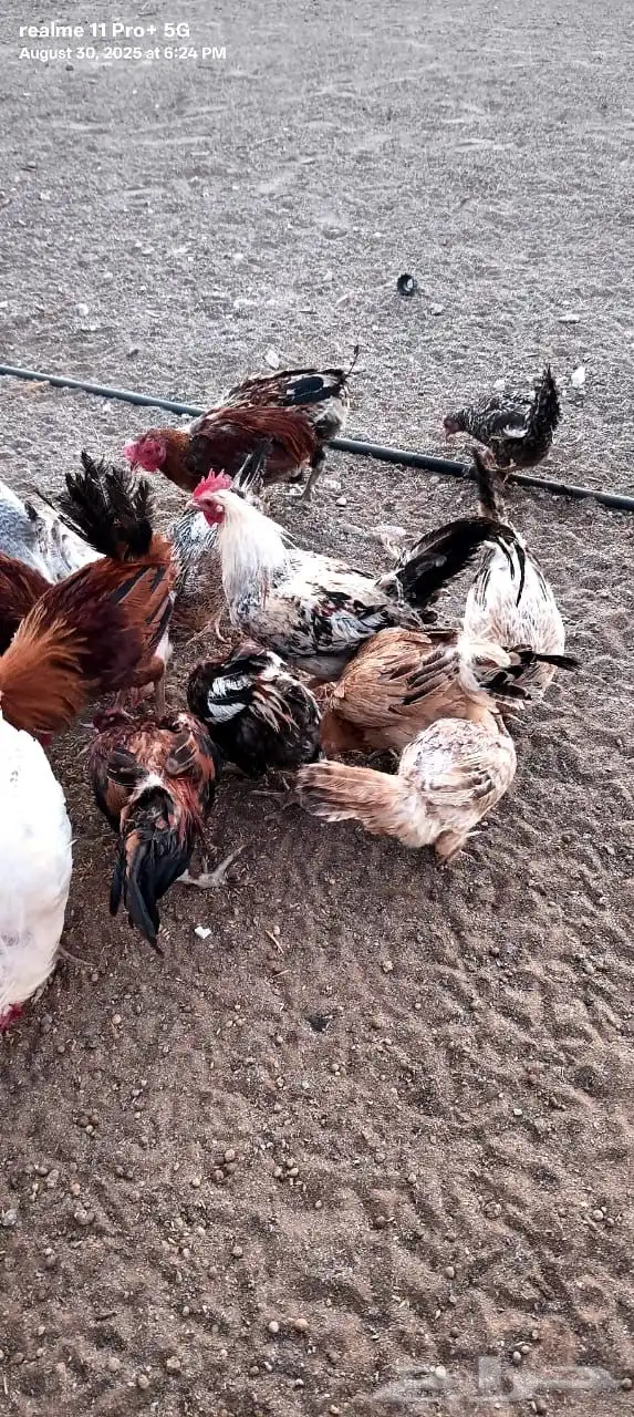 دجاج وديكه بلدي 0