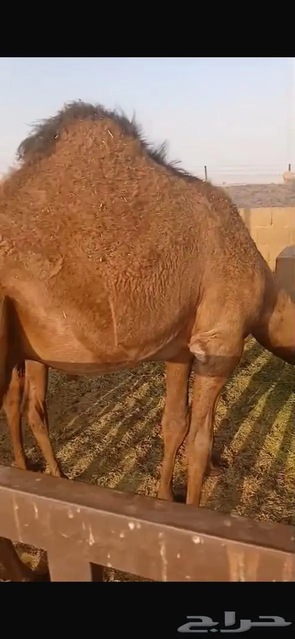 قعود للبيع 1