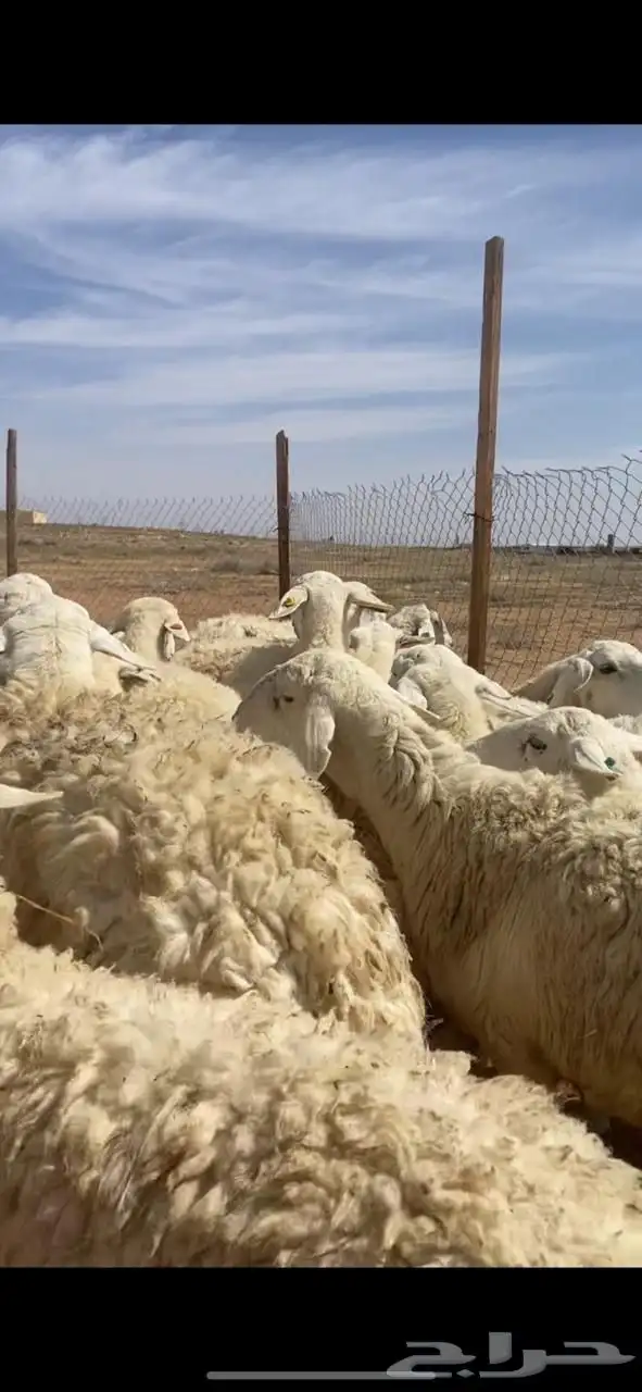 غنم حريات حرش مضريع ودفيع 1