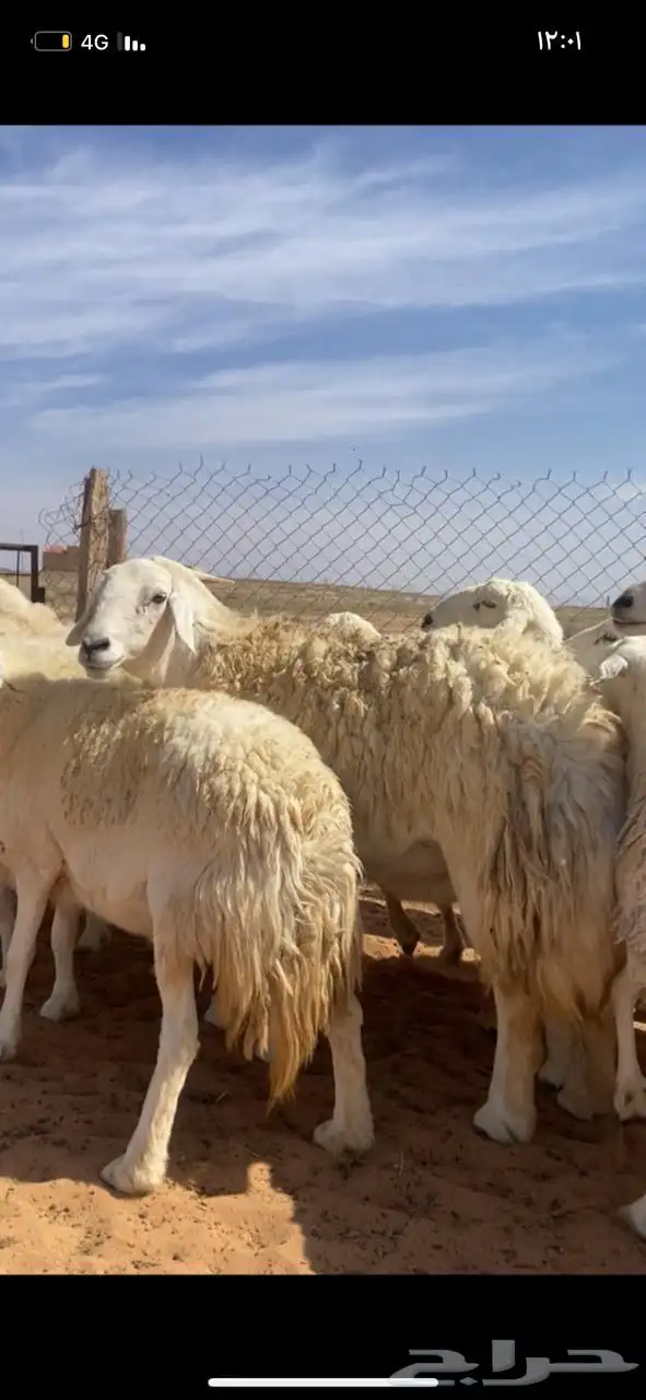 غنم حريات حرش مضريع ودفيع 0