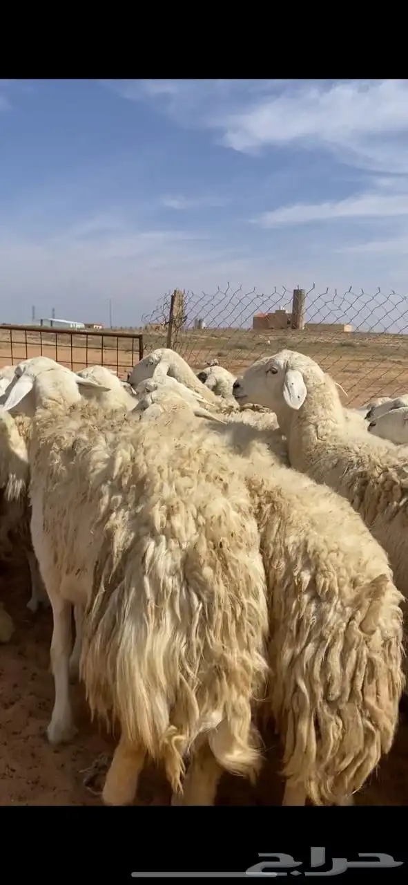 غنم حريات حرش مضريع ودفيع 3