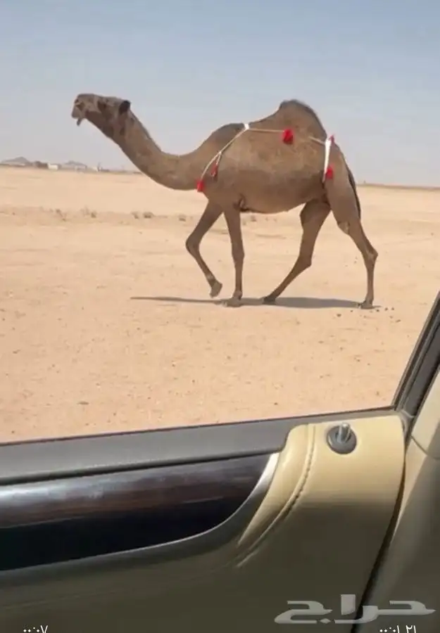 للبيع 0
