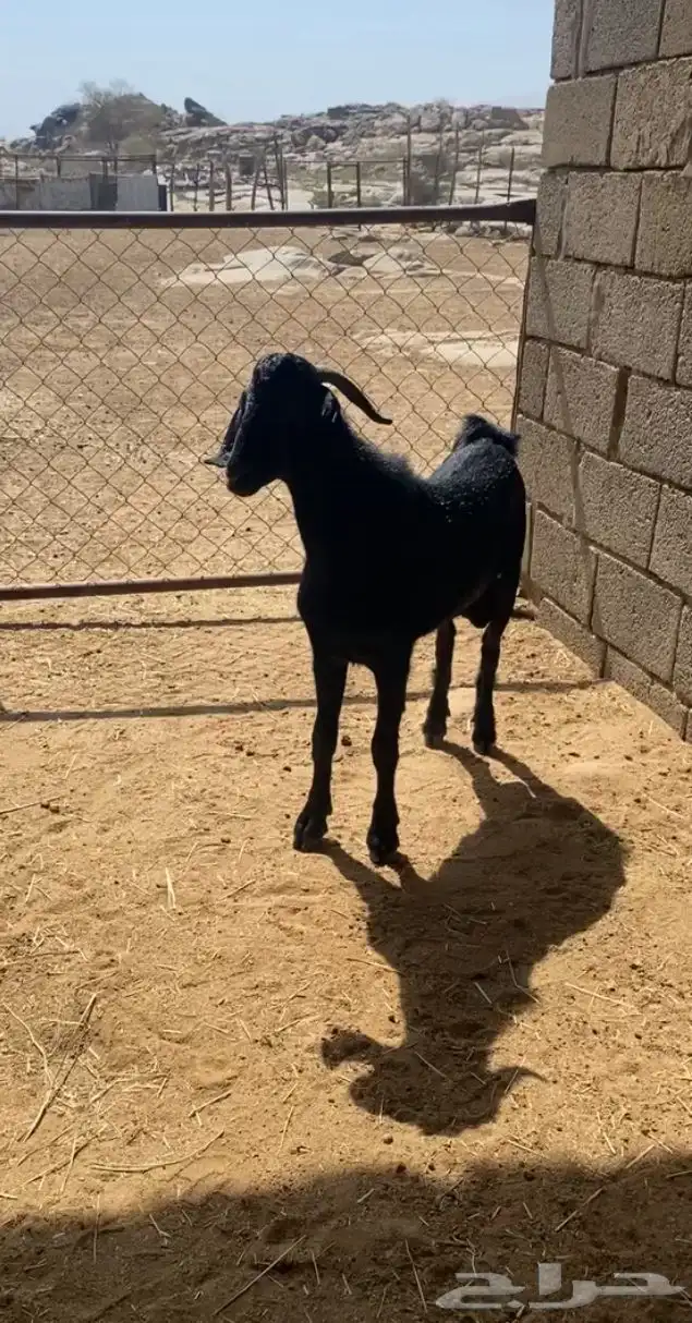 تيس جبر كفو واكله نضيف ومن حلالي جذع 0