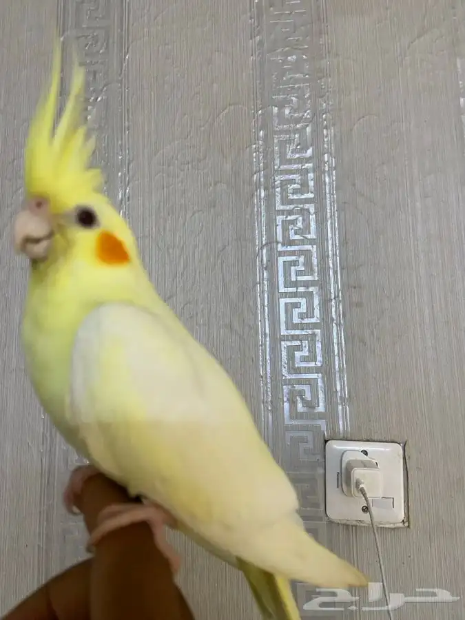 كيروان اليف 1