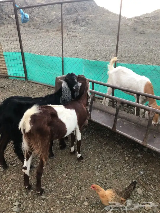 معزا هولنديات 2
