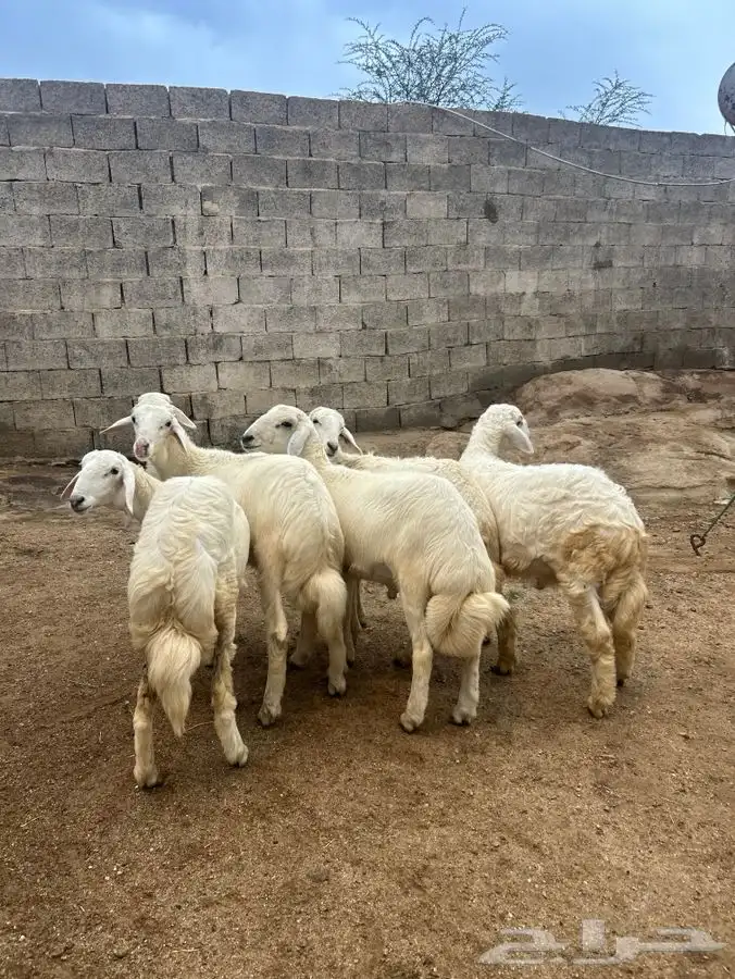 طليان ورخال العدد 6 للبيع 1