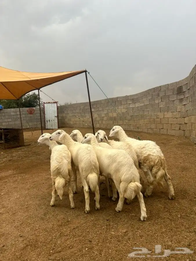 طليان ورخال العدد 6 للبيع 0